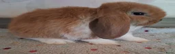 Mini Lop rabbits for sale: Mini lops - Advert 8