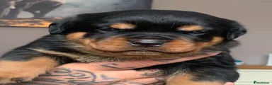 Rottweiler Puppy 5
