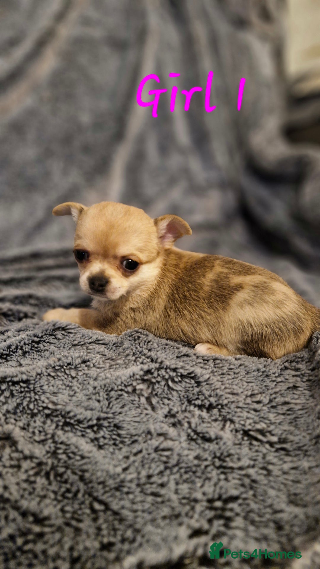 Chihuahua dogs for sale: 🐶READY TO LEAVE🐶 LAST ONE Tiny Chihuahua Puppies - Advert 37