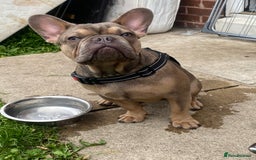 French Bulldog dogs for sale: French bulldog for sale  - Image 4