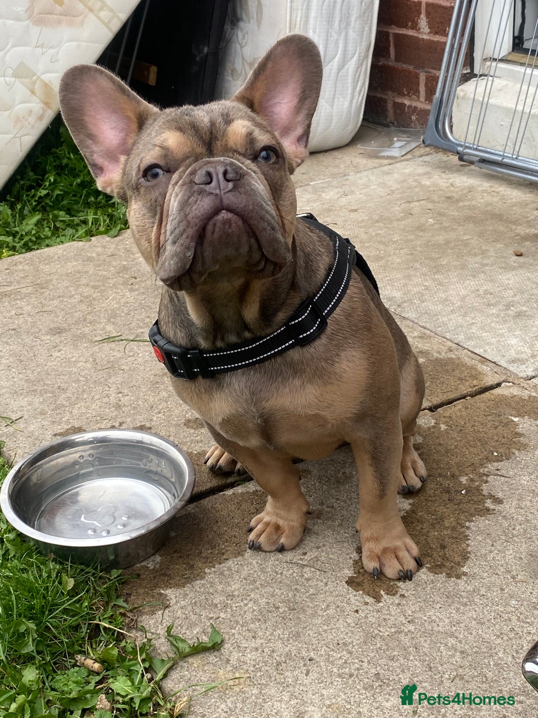 French Bulldog dogs for sale: French bulldog for sale  - Image 4