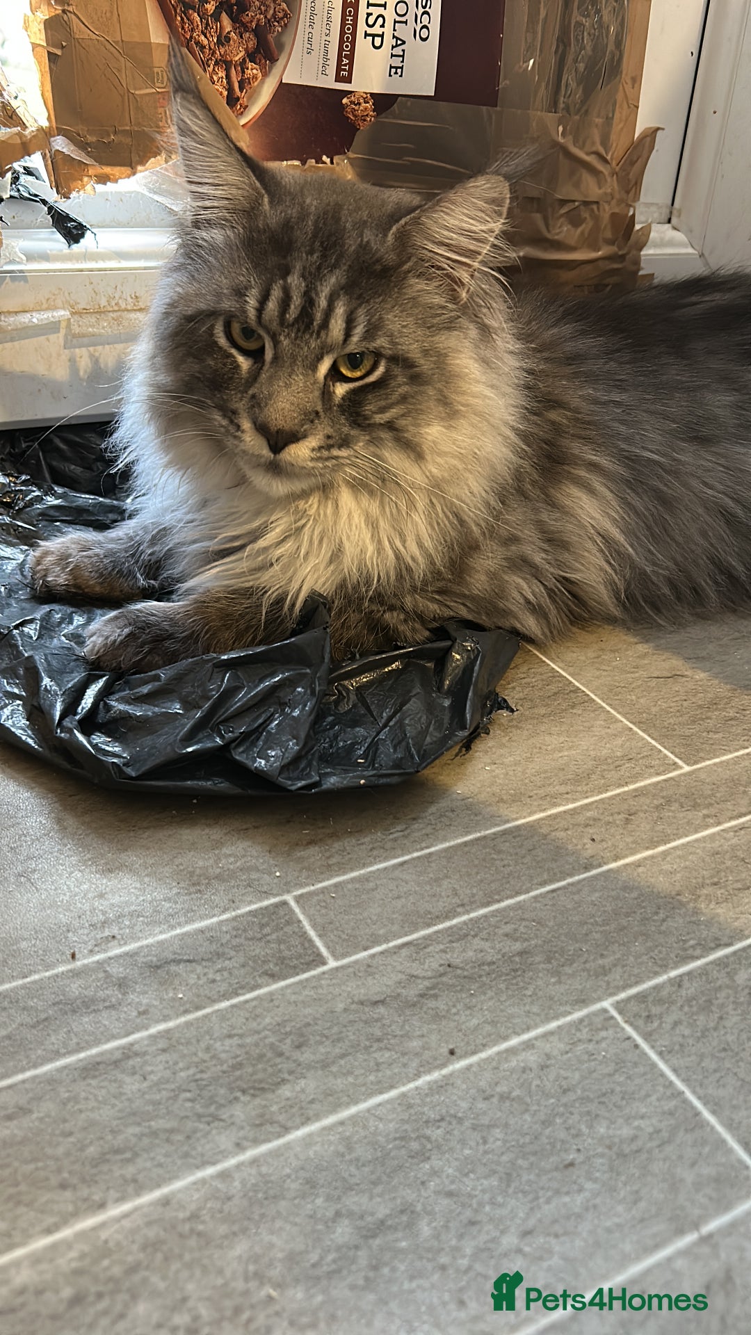 Maine Coon cats for sale: 2 stunning girls 1 polydactyl ready  **  ev - Advert 4