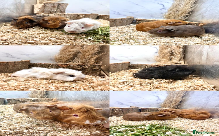 Guinea Pig rodents - Advert 2
