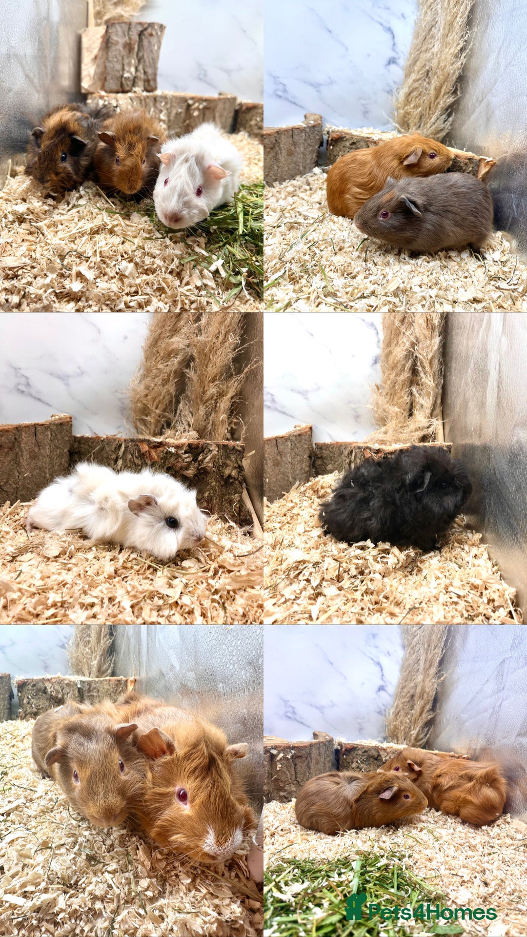 Guinea Pig rodents for sale: Multiple baby guinea pigs 💗 - Image 1