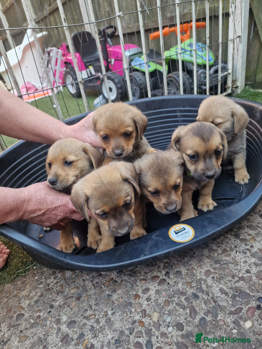 Mixed Breed dogs for sale: mixed breed 4 boys and 2 girls - Image 19