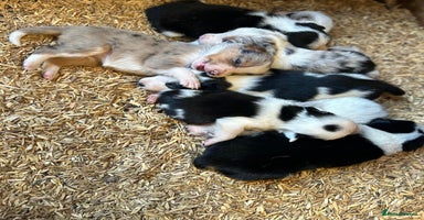 Border Collie dogs - Advert 2