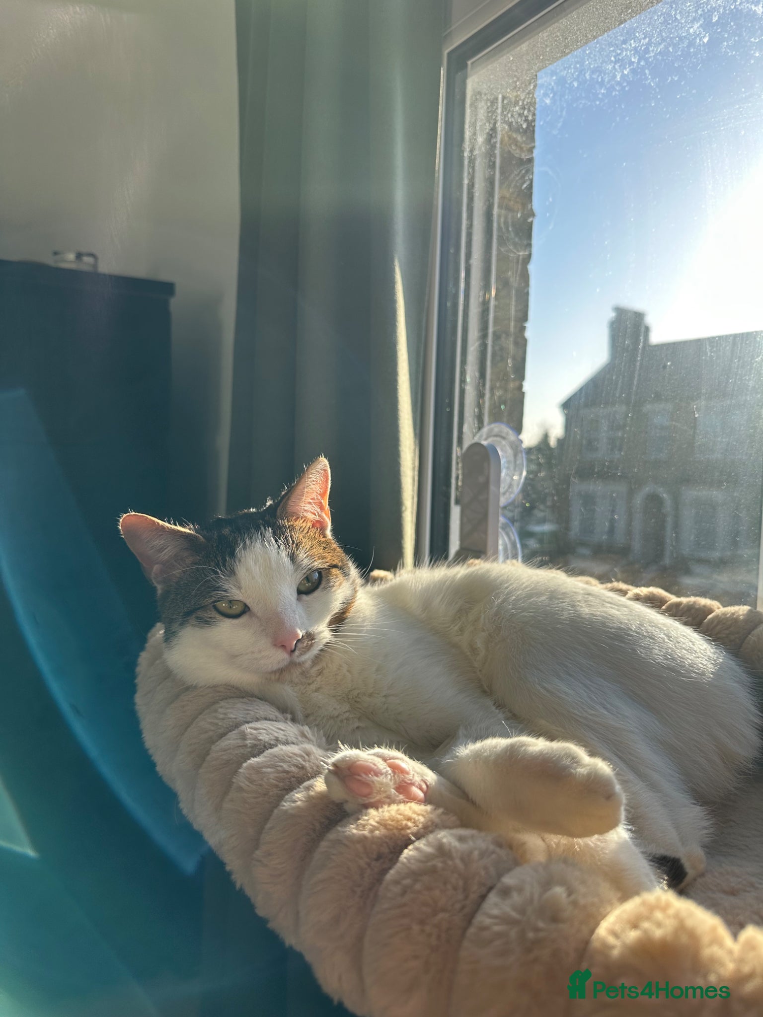 Domestic Shorthair cats for sale: White & tabby 1 year old male  - Advert 1