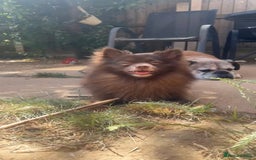 Pomeranian dogs for sale: Chocolate Pomeranian  - Image 3