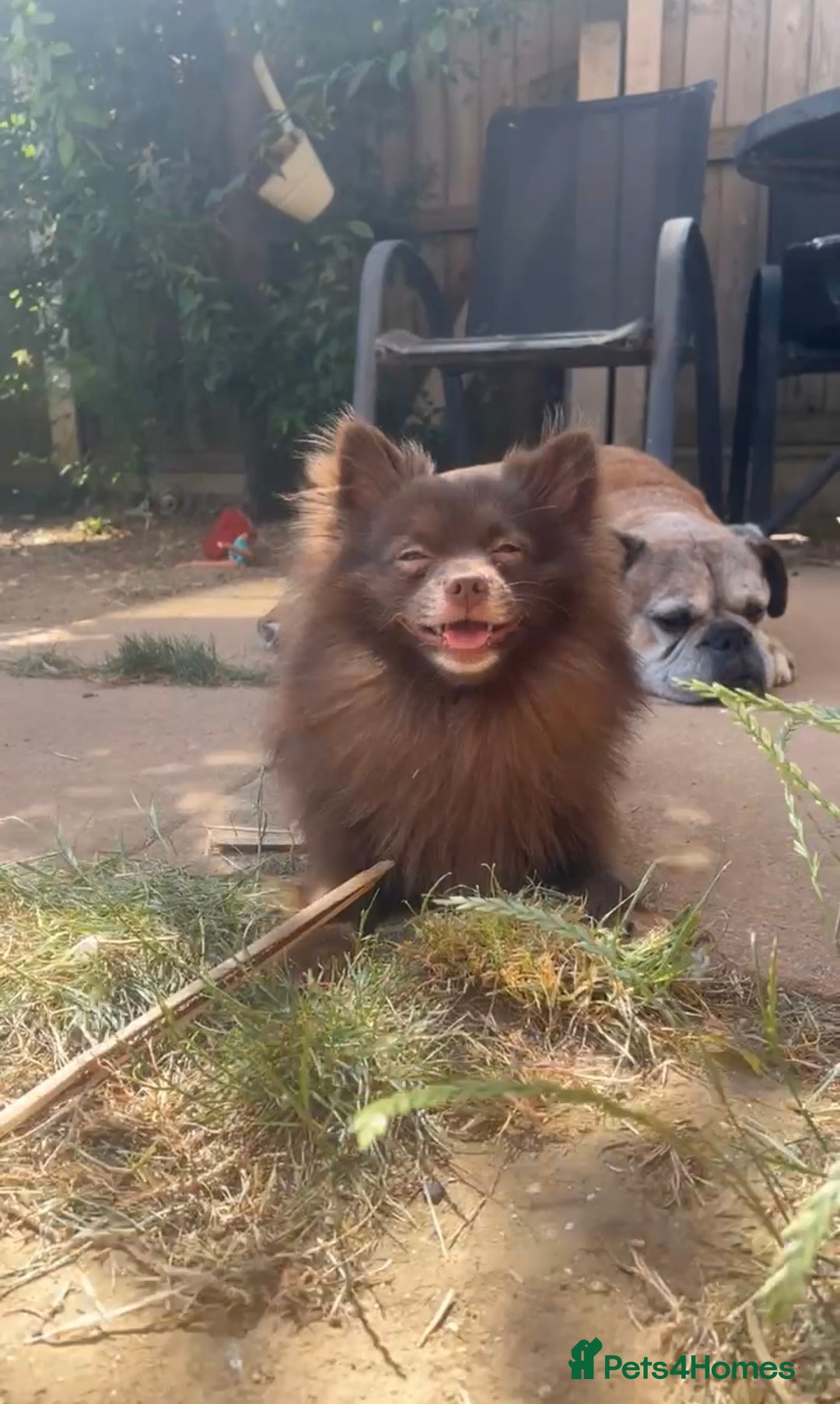 Pomeranian dogs for sale: Chocolate Pomeranian  - Image 3