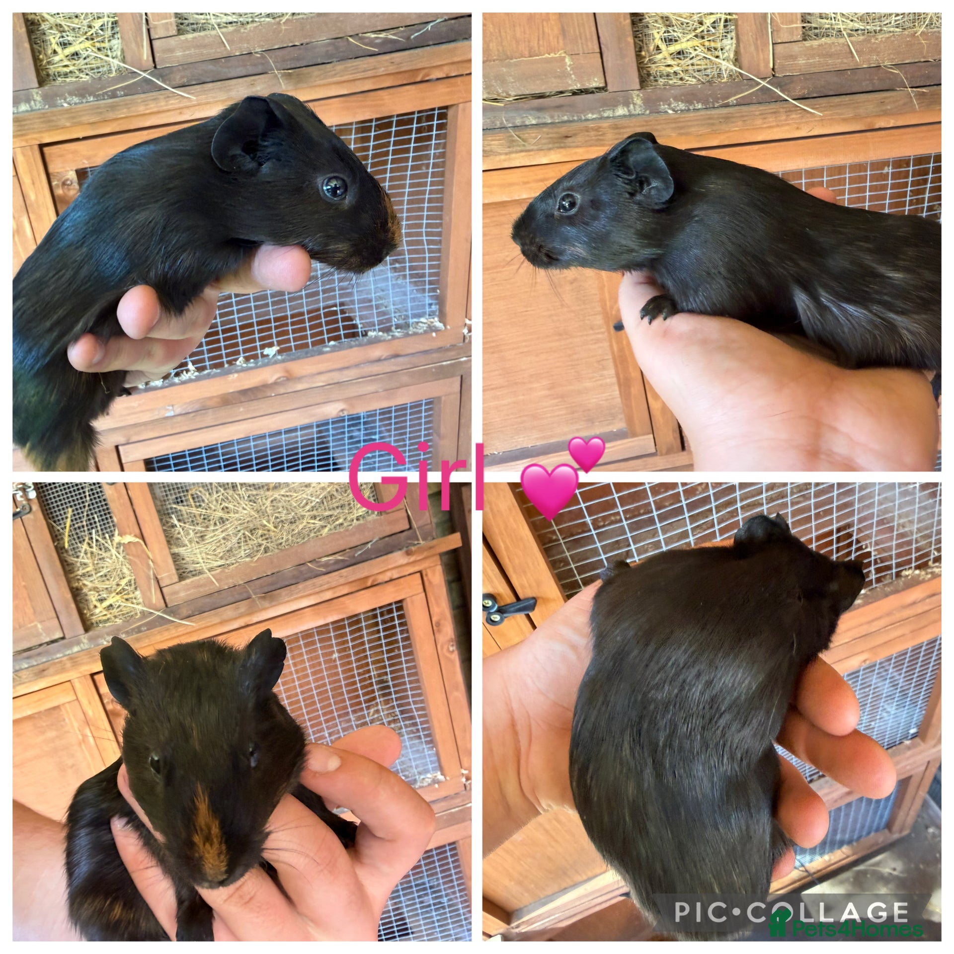 Guinea Pig rodents 3 Female, 3 male guinea pigs for new homes  - Advert 2