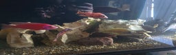 Cichlids fish for sale: African cichlids PLEASE READ DESCRIPTION - Advert 6
