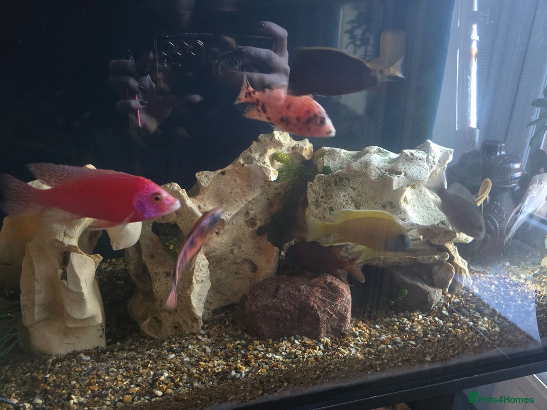 Cichlids fish for sale: African cichlids PLEASE READ DESCRIPTION - Advert 6