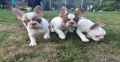 French Bulldog dogs - Advert 9