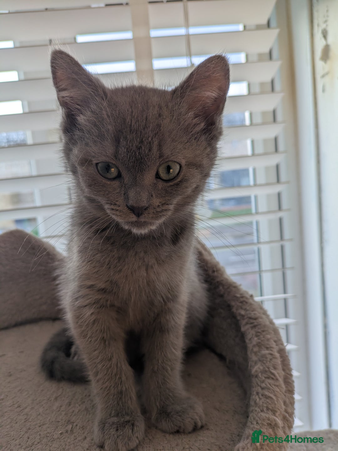 Mixed Breed cats for sale:  Beautiful British Shorthair Cross Ragdoll kittens - Advert 18