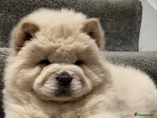 Chow Chow dogs Beautiful chow chow puppies - Advert 1