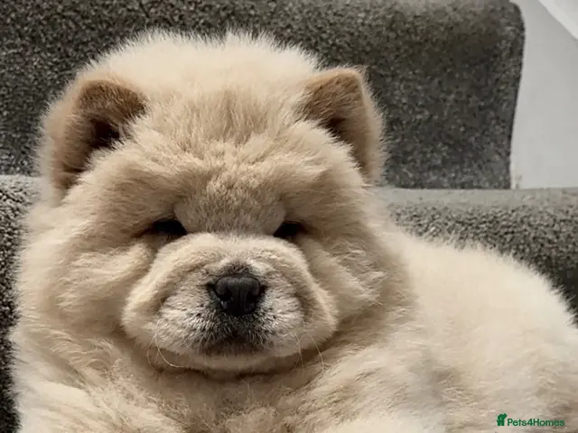 Chow Chow dogs Beautiful chow chow puppies - Advert 1