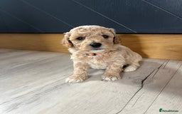 Cockapoo dogs for sale: F1B Miniature cockapoo puppies🌟DNA health checked - Image 5