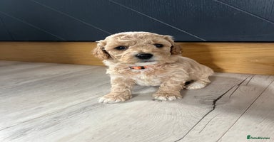 Cockapoo dogs - Advert 1