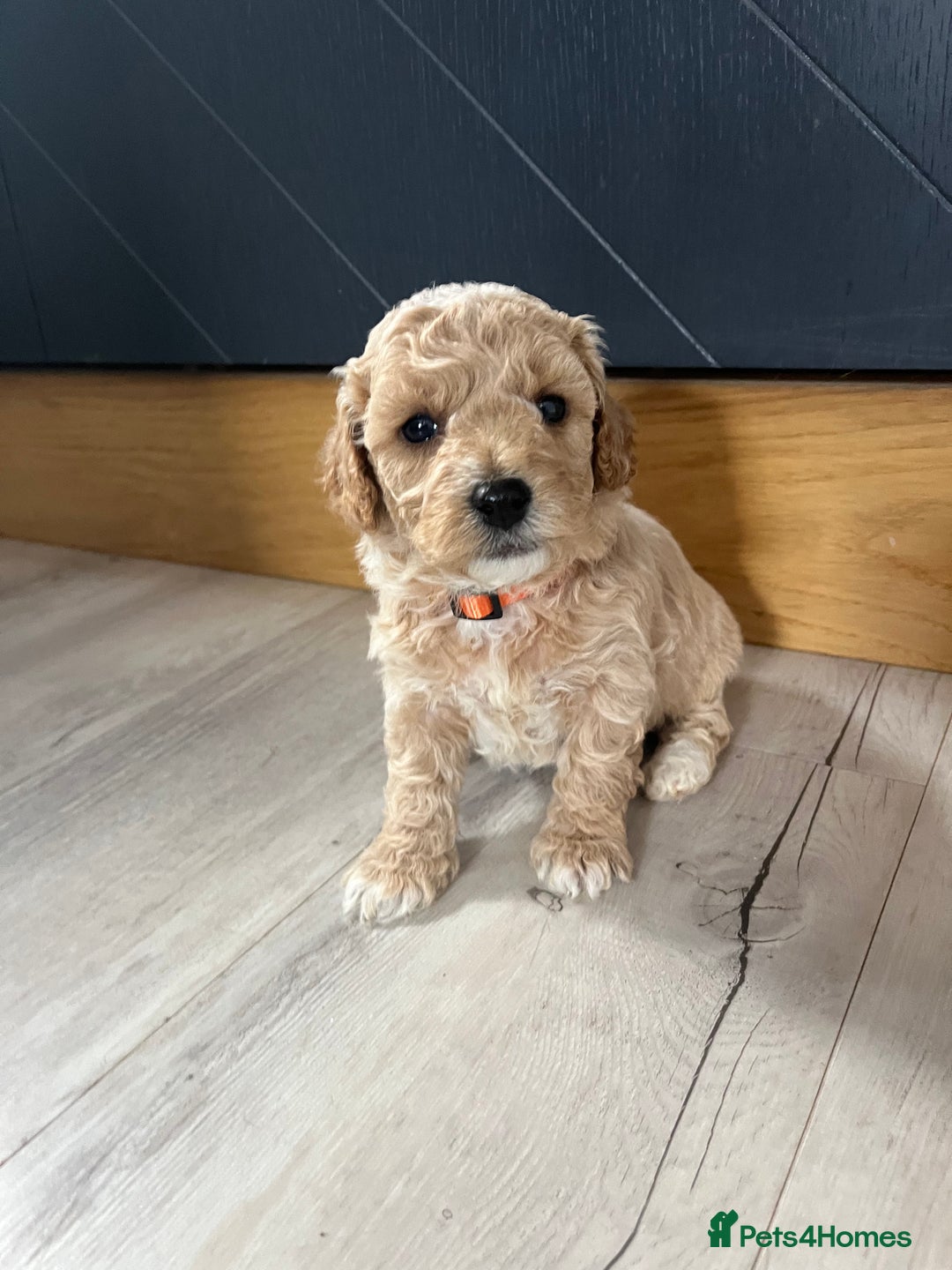 Cockapoo dogs for sale: F1B Miniature cockapoo puppies🌟DNA health checked - Image 5