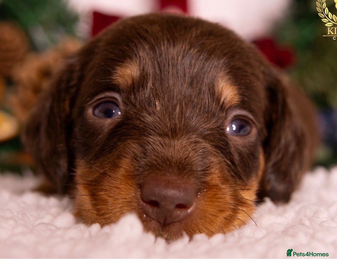 Miniature Dachshund dogs for sale: STUNNING SILKY MINI DACHSHUNDS! - Advert 2