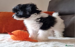 Cockapoo dogs for sale: Best Friend Sofa Companions 🥰 Fully vaccinated  - Image 19