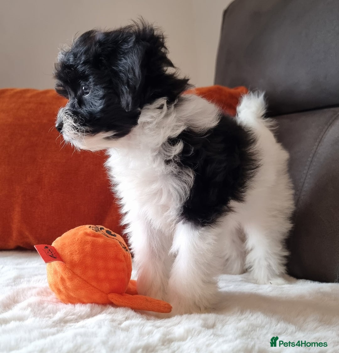 Cockapoo dogs for sale: Best Friend Sofa Companions 🥰 Fully vaccinated  - Image 19