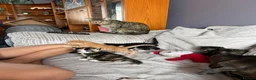 Mixed Breed cats for sale: Mixed breed female kittens  - Advert 4