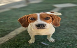 Beagle dogs for adoption: DOUG – 2 years old, Male, Beagle Boy - Advert 14