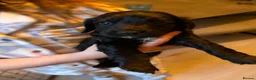Cocker Spaniel dogs for sale: Cocker spaniel puppies - Advert 10