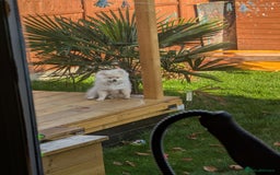 Pomeranian dogs for sale: Rehoming required for our two brothers.  - Image 15