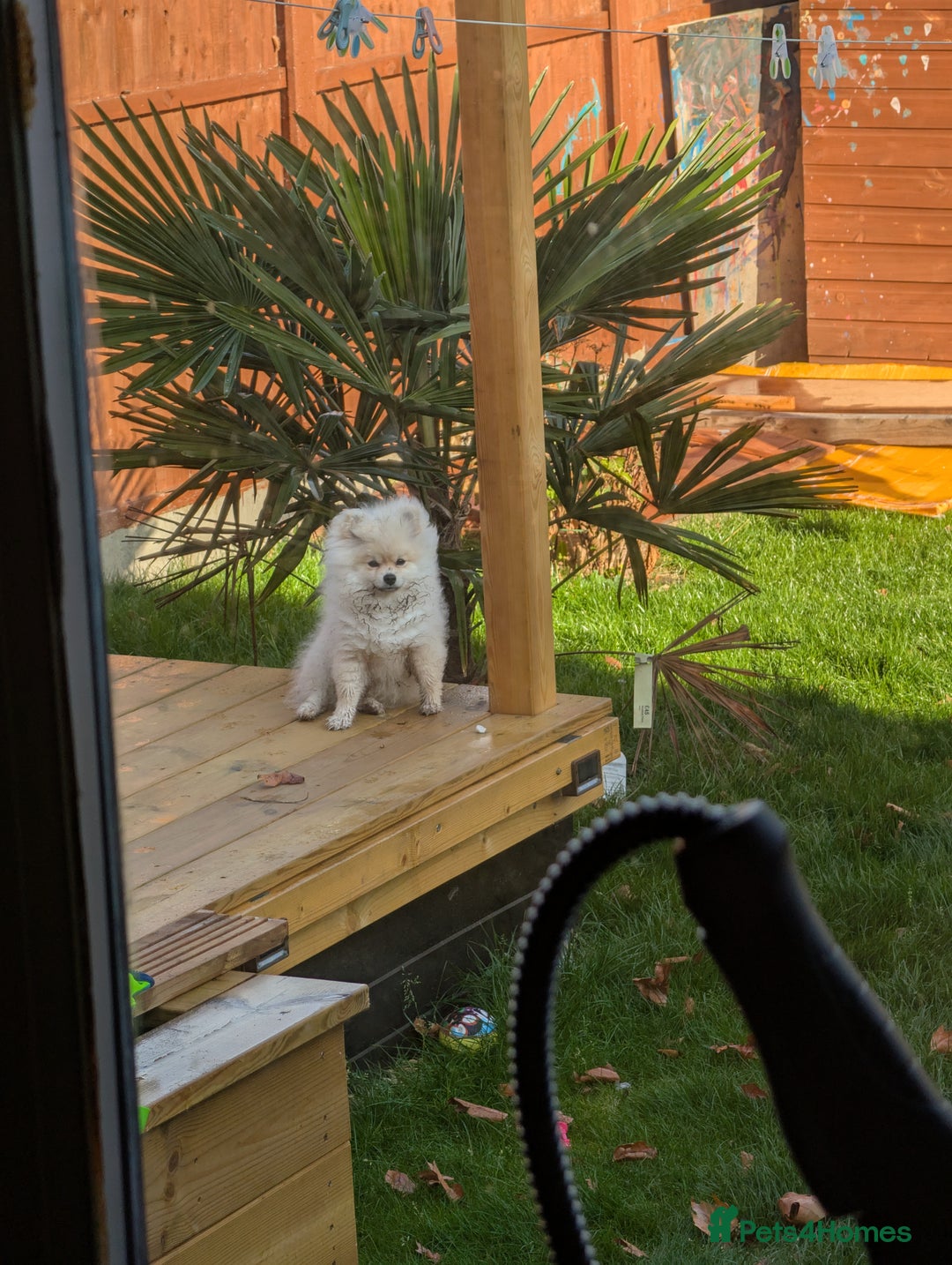 Pomeranian dogs for sale: Rehoming required for our two brothers.  - Image 15