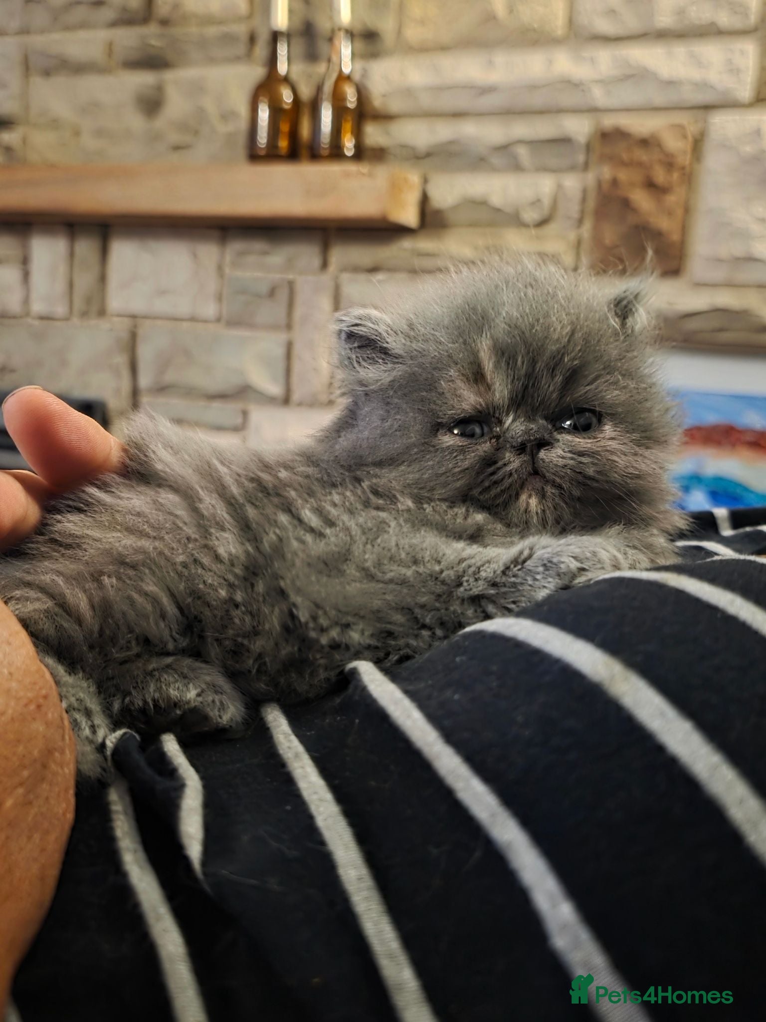 Persian cats PERSIAN  **  KITTENS LOOKING FOR NEW HOMES  - Advert 1