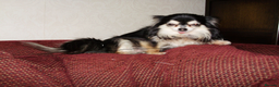 Chihuahua dogs for sale: Wanted Long Haired Chihuahua Female 4companion/Chi in Leicester - Advert 2