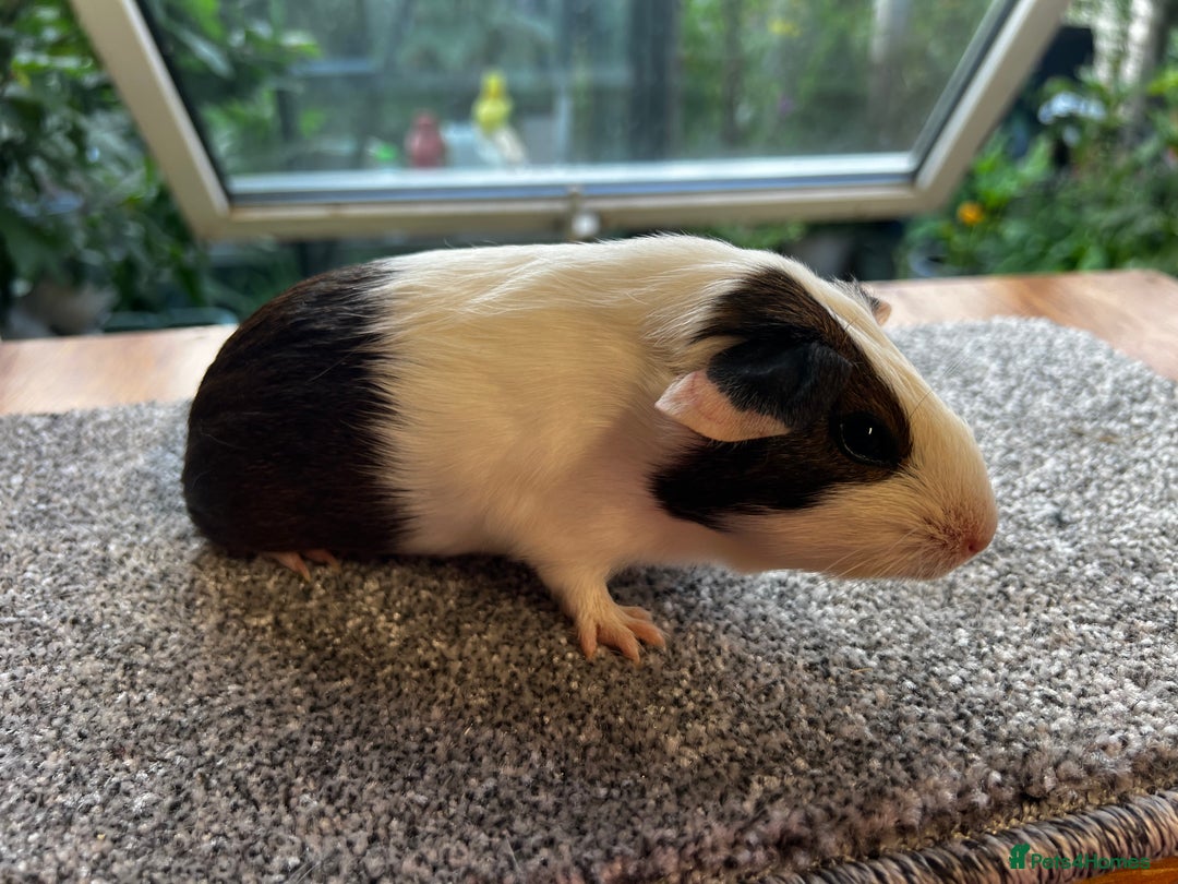Guinea Pig rodents for sale: Dutch Sows/girls - Image 20