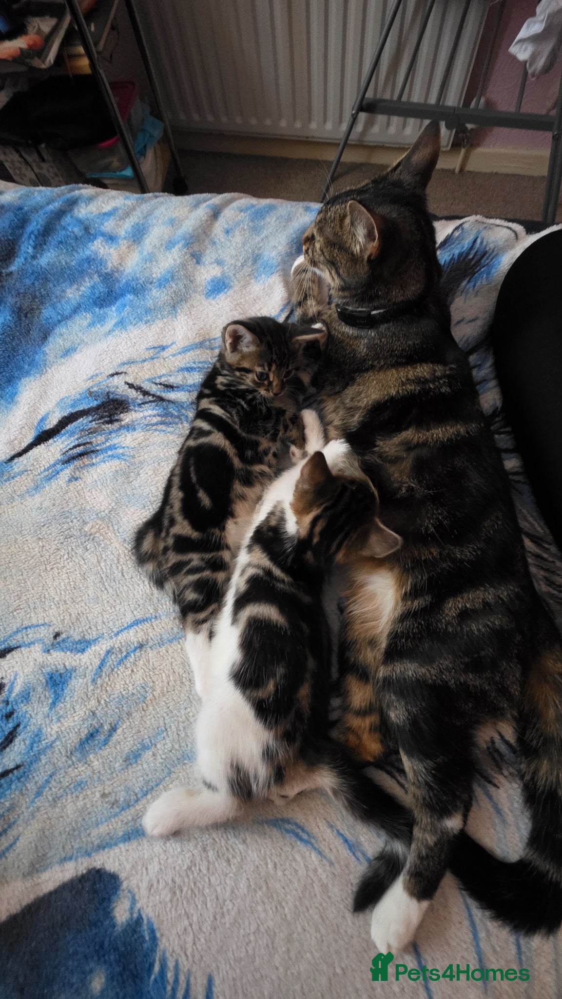 Mixed Breed cats Mixed bread kittens - Advert 1