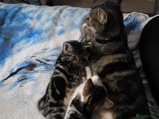 Mixed Breed cats Mixed bread kittens - Advert 1