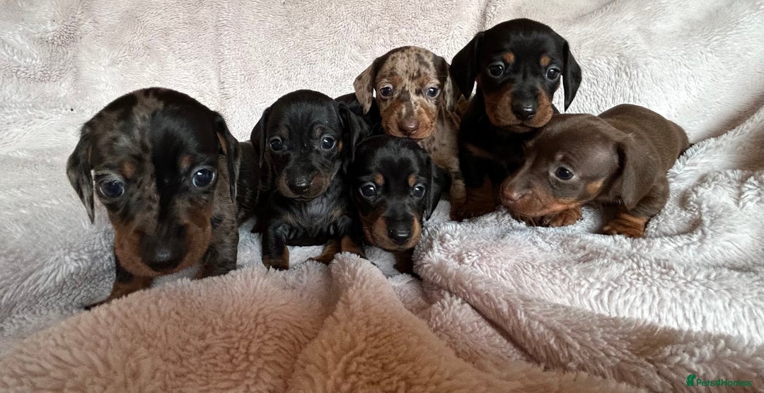 Dachshund dogs for sale: 7 Gorgeous puppies  - Image 7