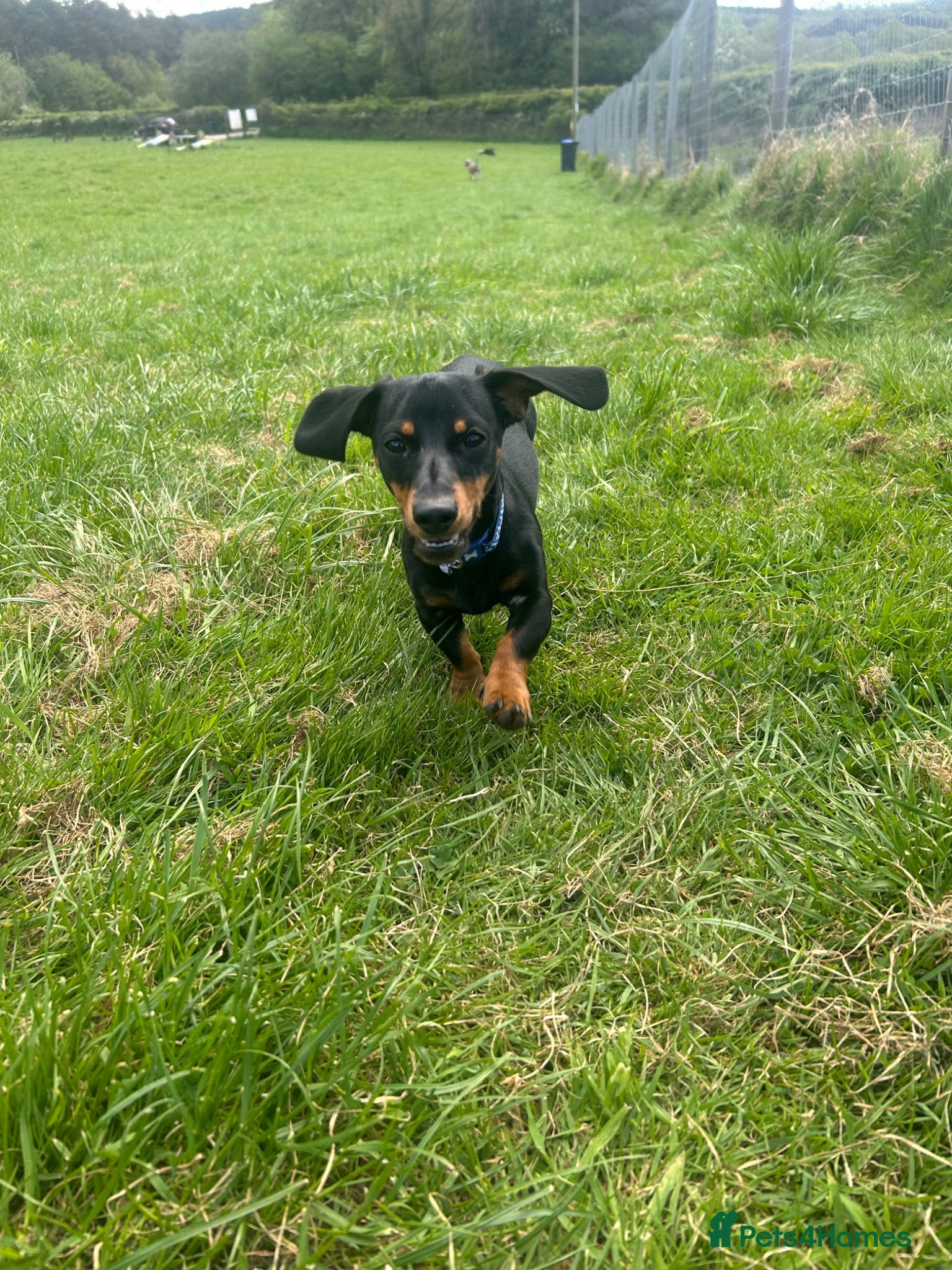 Dachshund dogs Black and Tan boy  - Advert 1