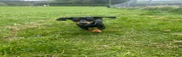 Dachshund dogs for sale: Black and Tan boy  - Advert 1