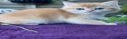 British Shorthair cats for sale: Golden, Golden Colourpoint & Silver Tipped - Advert 19