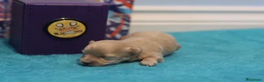 Maltipoo 4