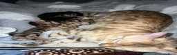 Bengal cats for sale: 🐾 Beautiful Bengal Kittens 🐾 - Advert 14