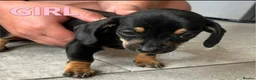 Dachshund dogs for sale: BEAUTIFUL DACHSHUND PUPS READY 9/11  - Advert 6