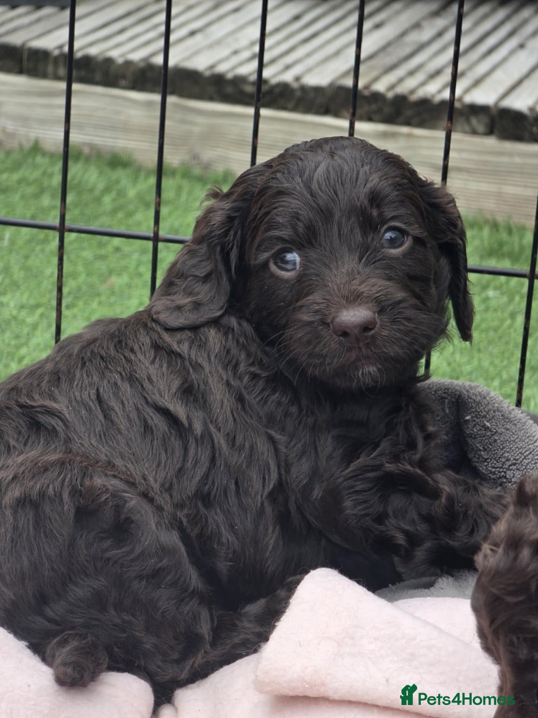 Sproodle dogs for sale: Gorgeous Chocolate Sproodle Puppies - Image 18
