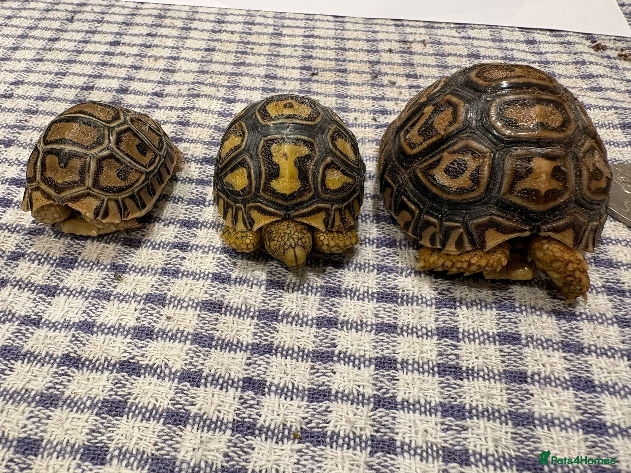 Tortoise reptiles Leopard tortoise baby’s  - Advert 2
