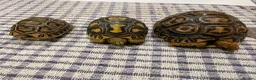Tortoise reptiles for sale: Leopard tortoise baby’s  - Advert 2