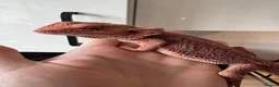 Bearded Dragon reptiles for sale: Bearded dragons for sale - Advert 5