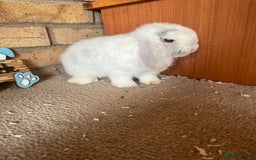 Mini Lop rabbits for sale: Mini Lop baby ready to leave - Image 1