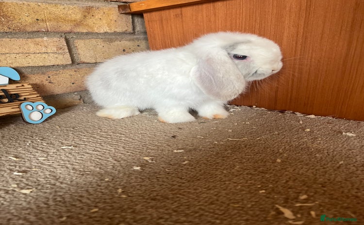 Mini Lop rabbits - Advert 15