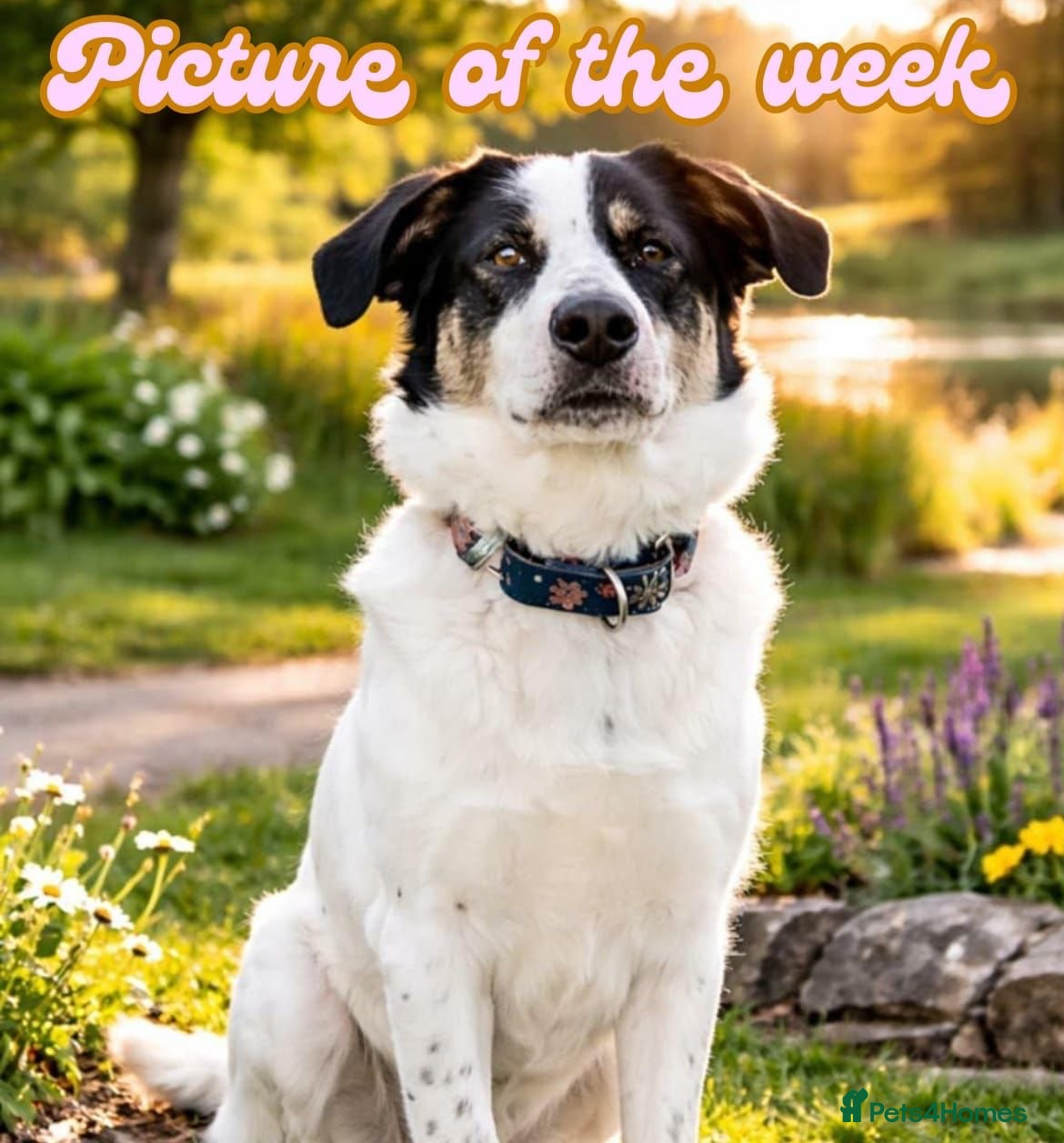 Mixed Breed dogs Oreo - In Foster UK - Advert 1